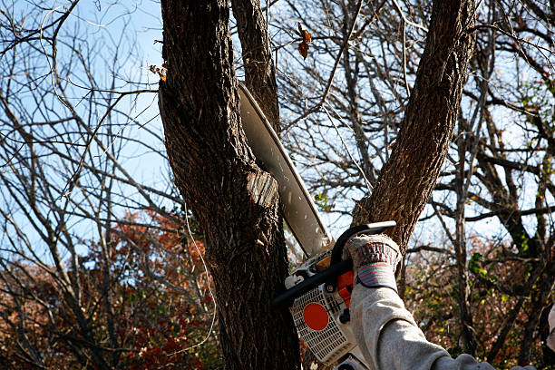 Best Hedge Trimming  in Country Clu, FL