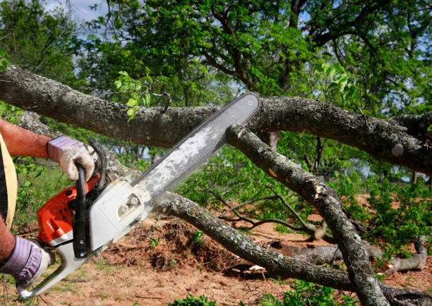 Best Tree Removal  in Country Clu, FL